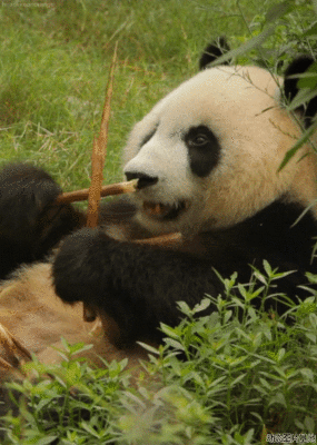 关于熊猫的童话故事：熊猫吃竹子